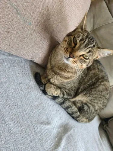 Gato castrado