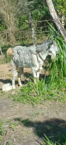 Vendo cabrita fêmea