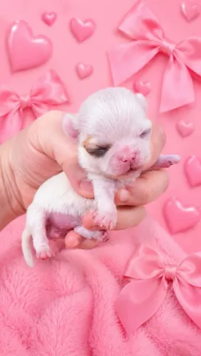 Chihuahua  fêmea  pra reserva