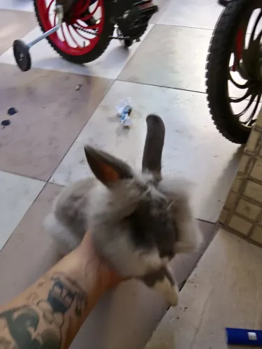 Coelho 