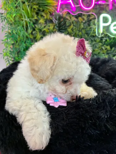 Fêmea !!! Poodle linda