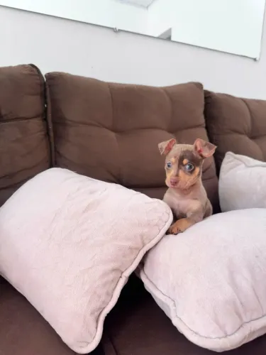 Cachorro Pinscher 01