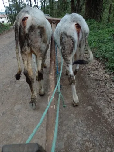 Vendo junta de tourinho domado