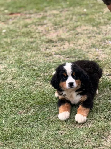 Bernese Mountain/Sempre atentos a brincar