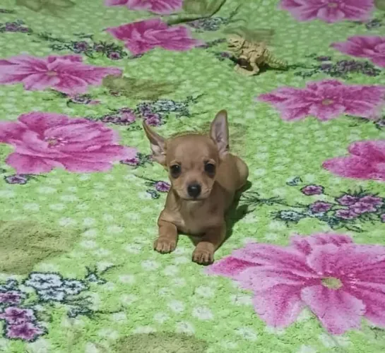 Promoção para o dia dos namorados filhotinho de pinscher 00 machinho
