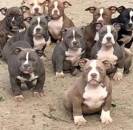 American Bully - Carinho Que Envolve O Coração