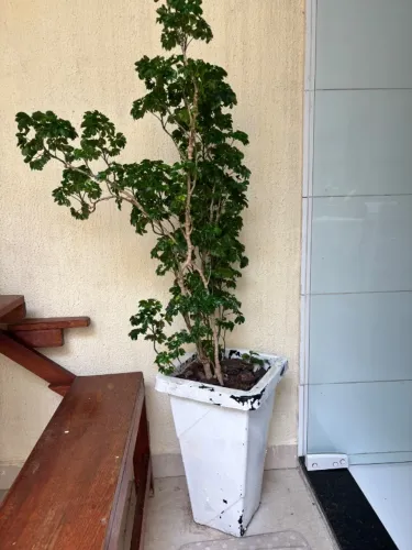 Linda Planta Felicidade já em vaso alto
