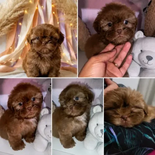 Shih tzu 