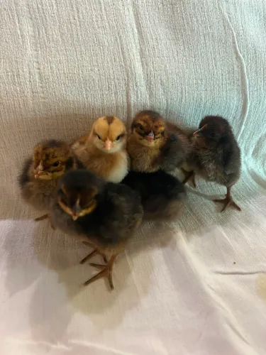 Pintinhos poedeira Isabrown