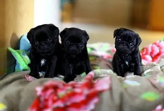 Pug Filhotes