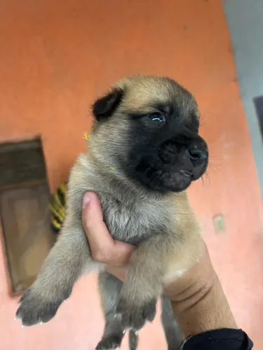 Pastor belga malinois 