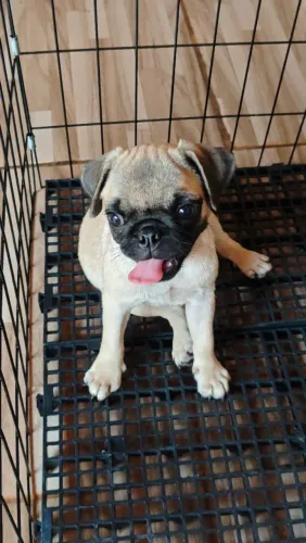 linda fêmea Pug disponível para venda fêmea