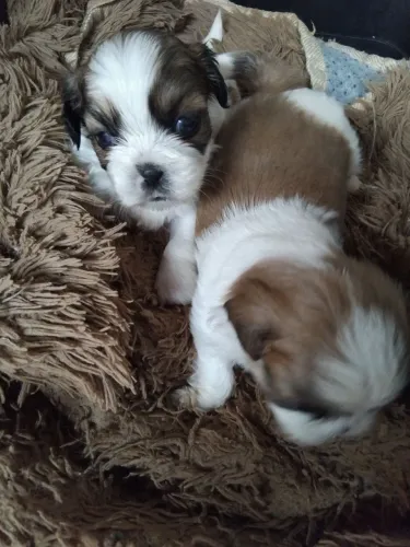 Filhote de shih Tzu
