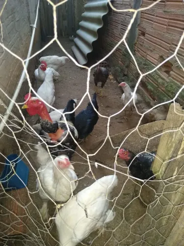Galinhas