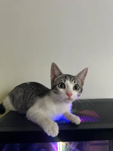 Gato para adoção (fêmea)