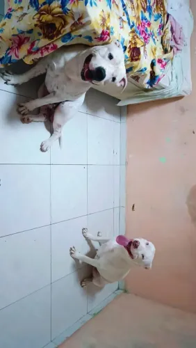 Doação de casal de Pitt Bull