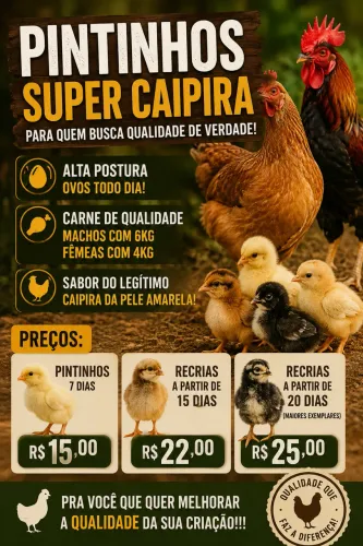 Pintinhos