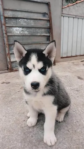 Filhote husky siberiano, Os mais encantadores da cidade te esperam!