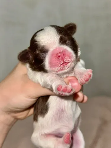 Shih-tzu disponível (reserva)