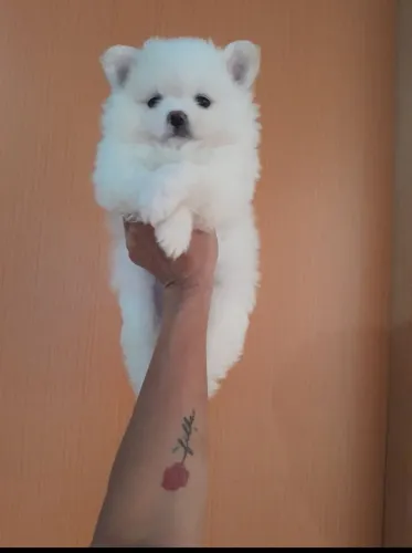 Spitz Alemão Lulu da Pomerânia Anão ursinhos macho e fêmea 
