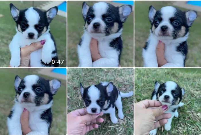 Maravilhosa Fêmea de Chihuahua