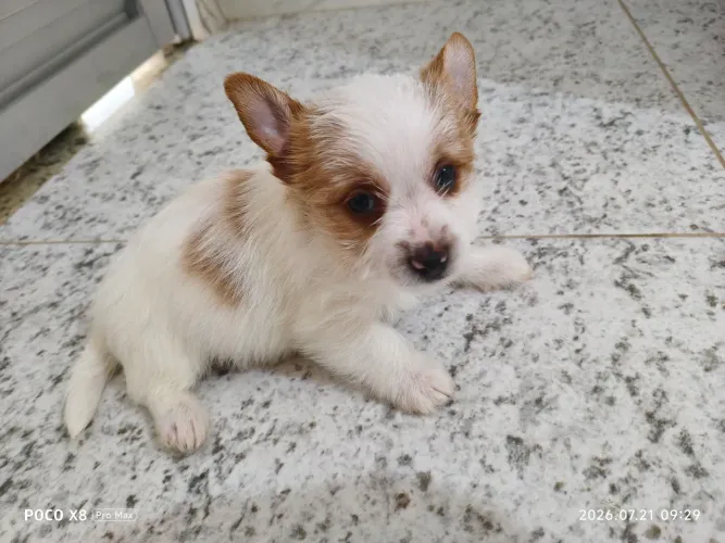 Yorkshire Golddust Terrier