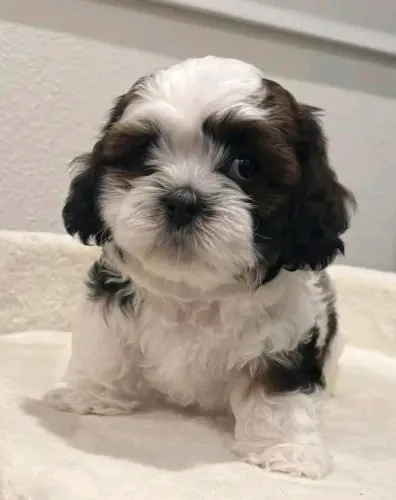 Filhotes de Shih Tzu | Carinho em forma de filhote.