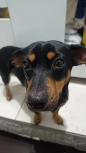 Doação de animal de estimação salsicha 