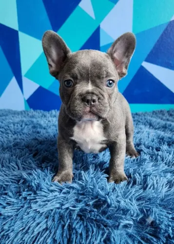 Buldogue francês
