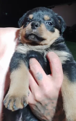 Filhote de rottweiler Puro.. Fêmea