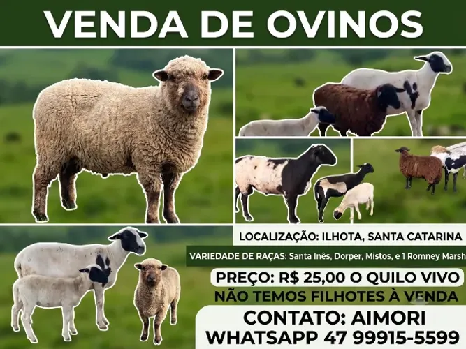 Vendo Ovelhas e Carneiros