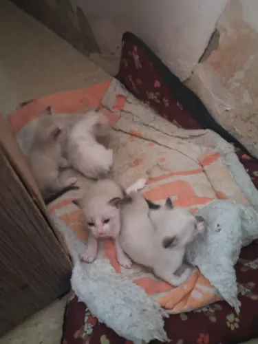 Gatinhos para doação