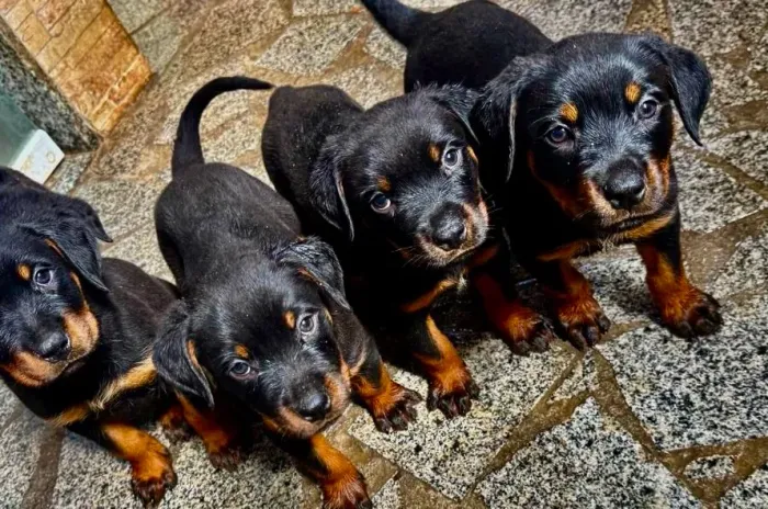 Vende filhotes de rottweiler 