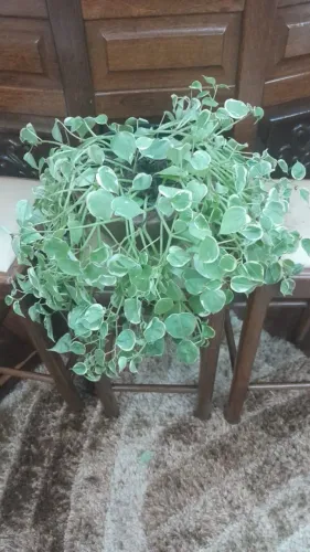 Planta Peperomia