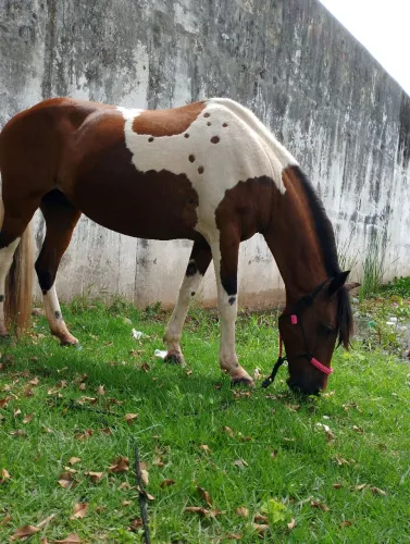 Égua homozigoto pampa de castanho