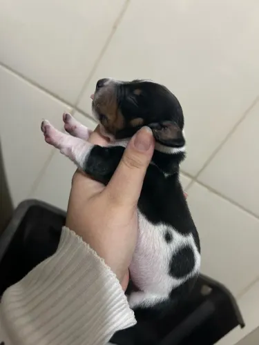 Basset
