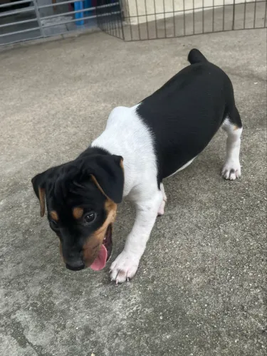 Fox Paulistinha - Terrier Brasileiro 
