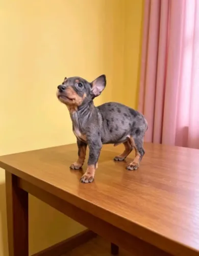 Amor em 4 patas 