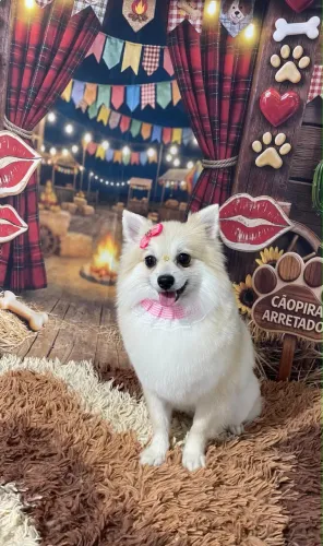 Lulu fêmea no Cio