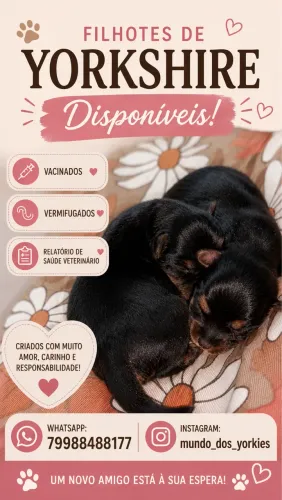 Cachorro yorkshire terrier