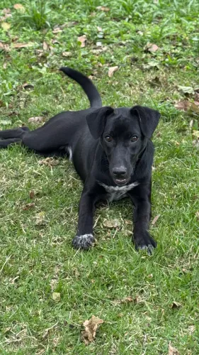 Cão Fêmea para doação - mistura de raças 
