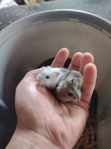 Atenção lojista e donos de aviários temos várias opções de hamster para seu negócio 
