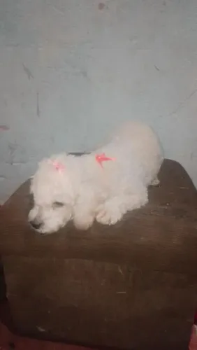 Poodle legítima número 1, saudável fez um ano dia primeiro 