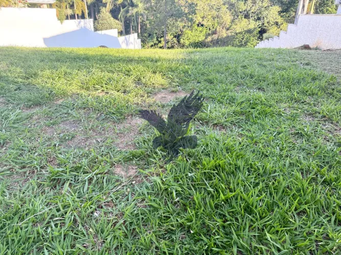 Terreno a venda no condomínio Alphaville Campinas 1.650 M2 fundo para mata nativa.