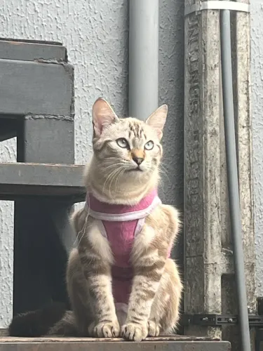Gata Tigre - Nora