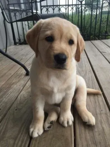Lindos Filhotes de Labrador Fêmea 