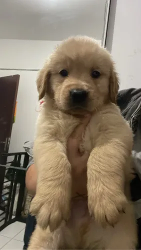 Machinhos de Golden Retriever 