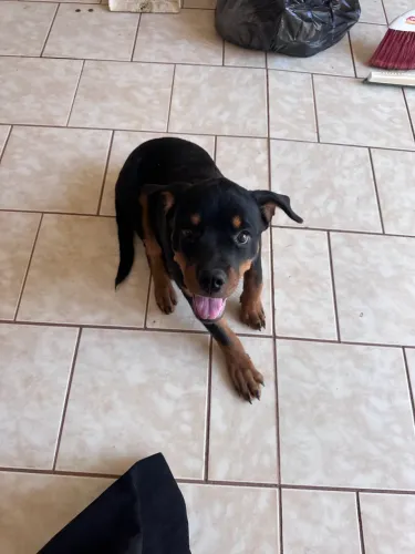 Vendo Rotweiller - 4 meses
