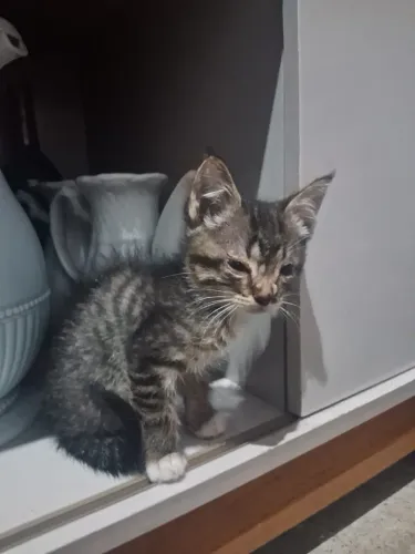 Doação de uma linda gatinha