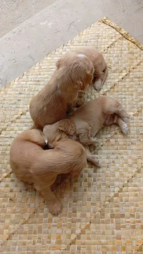 Filhotes de cocker spaniel.